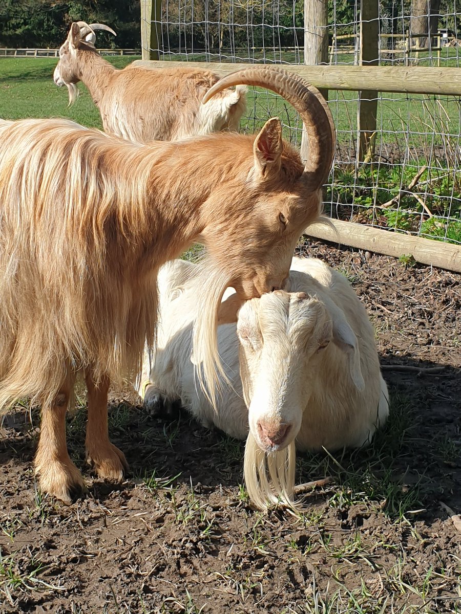 Buttercups Sanctuary For Goats tweet media