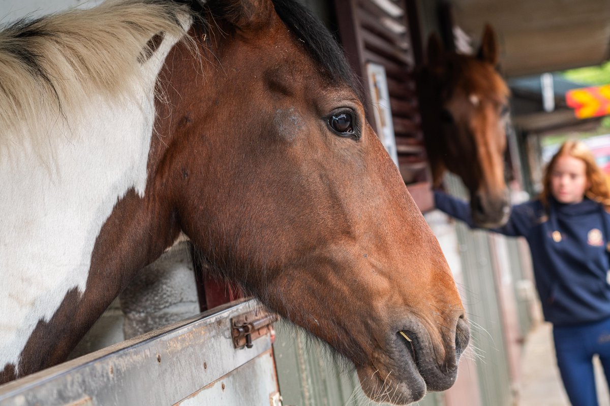 MarketingLancs's tweet photo. Delighted with their triple-award win at Lancashire Tourism Awards 2026 - Horse charity HAPPA is our Spotlight Feature this week. Worth a 10 min read - it's moving and illuminating >> https://t.co/uhdRYHSqzM #LTA26 #Horses #Visitorattraction #Charity #AnimalAbuse #rehoming #animaleducation