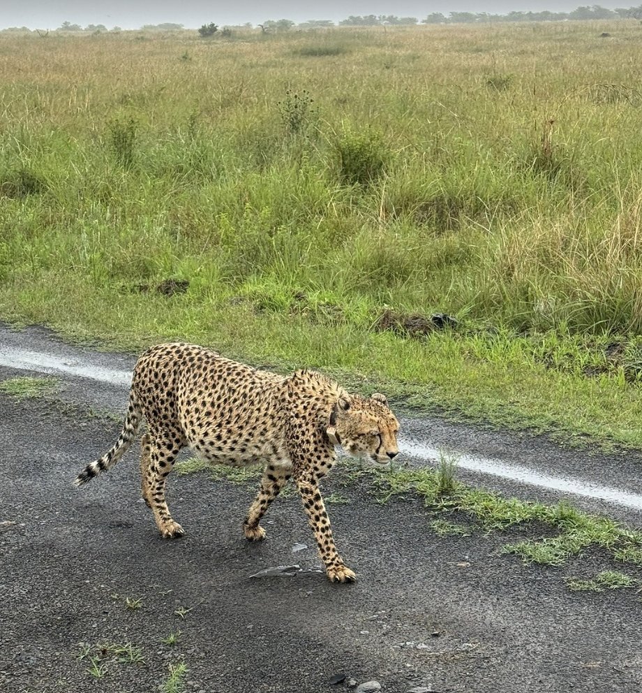 Wild, alert, and right at home on the plains. 🐾

📸David W, Tripadvisor

#wildlife #camouflage #Cheetahs #Nambitireserve #naturephotography #gamedrive #southafrica #NambitiPlains