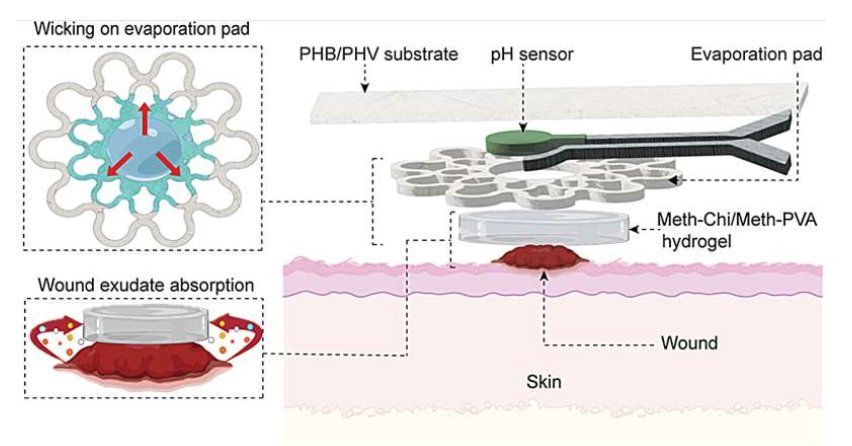 MouserElecEU's tweet image. This newly developed eco-friendly wound dressing features a #sensor that continuously #monitors pH levels, providing enhanced fluid control and real-time healing assessment. 

😲🩹 mou.sr/4aBlD4h