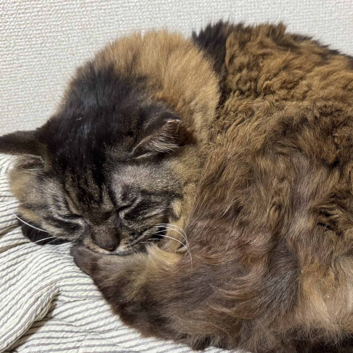 chachamaru_0511's tweet photo. めっちゃマッチョ https://t.co/MhKRSmU6vC