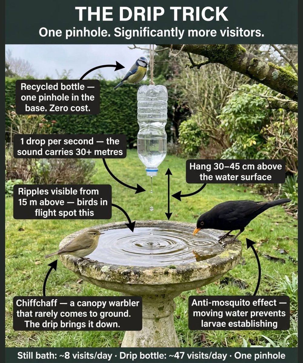 If you love birds 🪺🕊️#NatureLovers 

A garden bird bath typically gets 5 to 10 visitors a day. One pinhole in a recycled bottle can change that considerably.

The reason: birds hear a dripping sound from over 30 metres away. A still dish of water viewed from above is almost