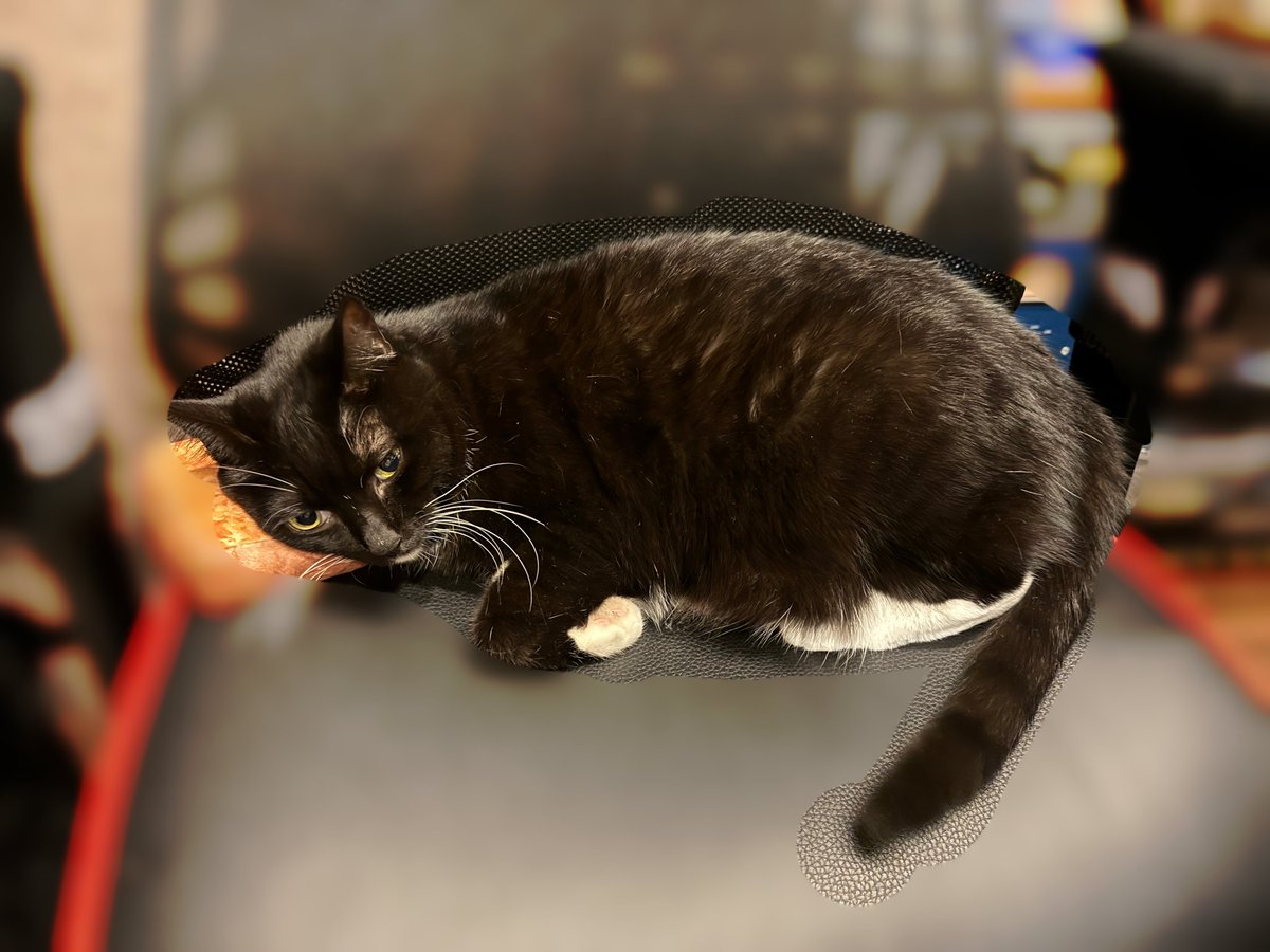 Piuma小雨 tweet media