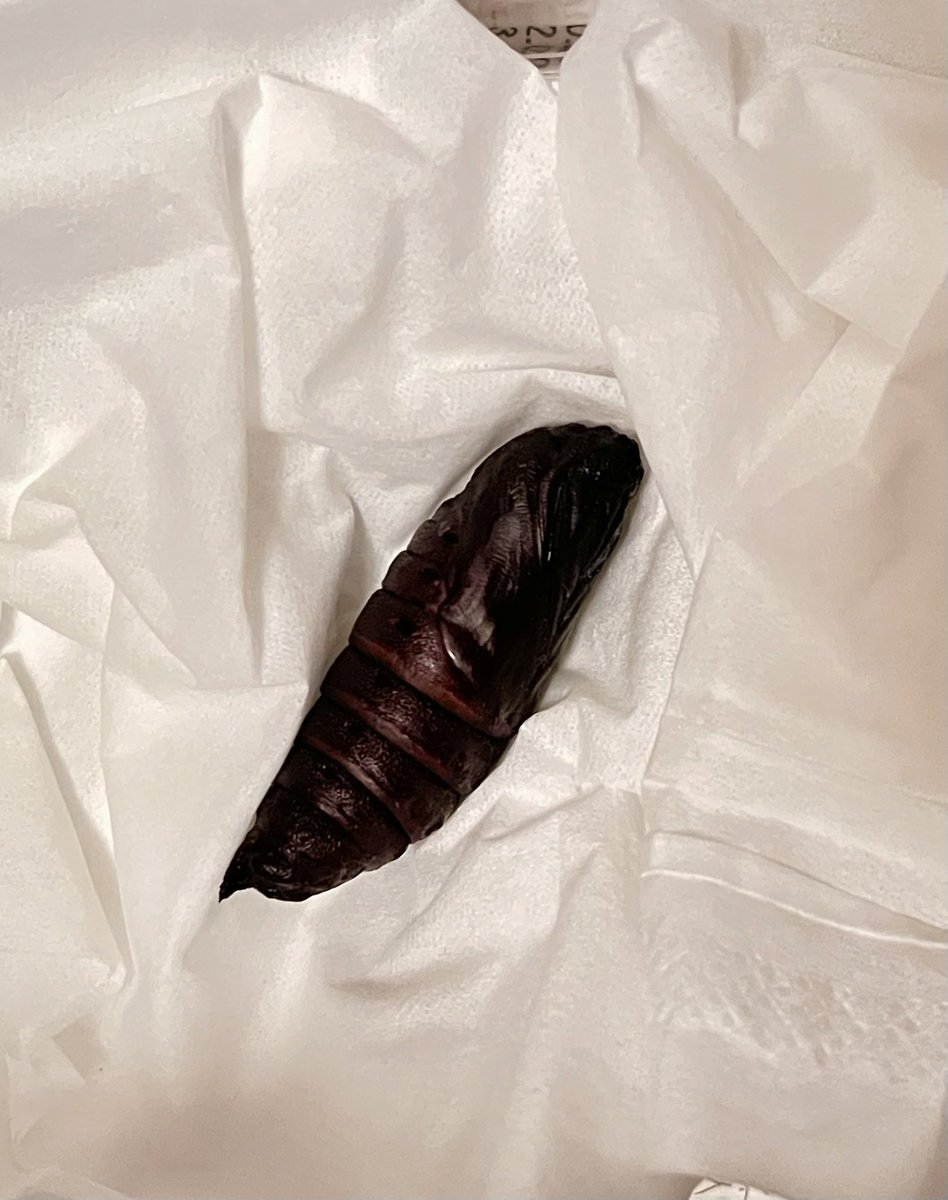 ゆな🍊いもむし tweet media