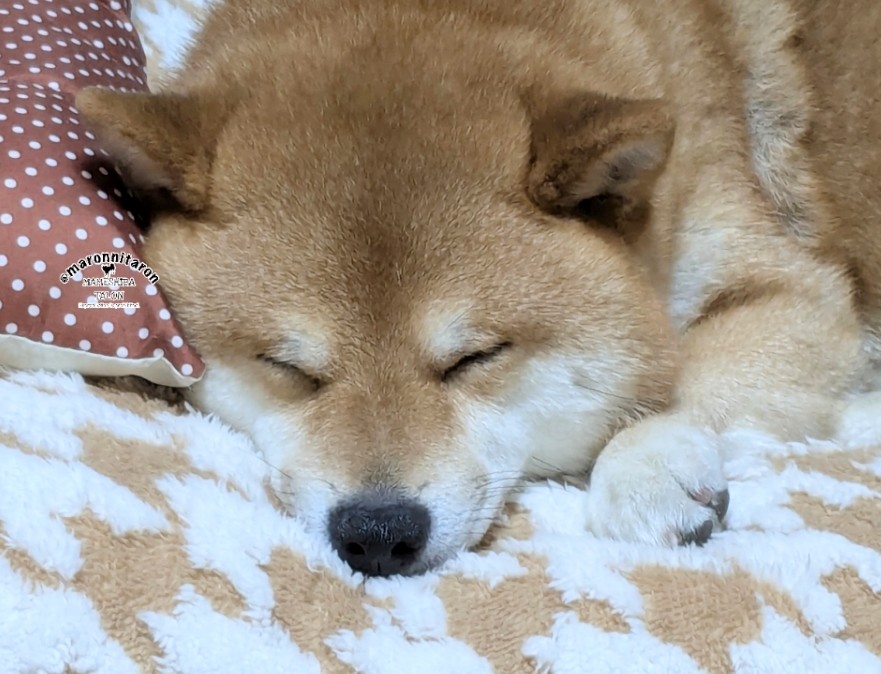 寝てる。ふわふわで可愛い。