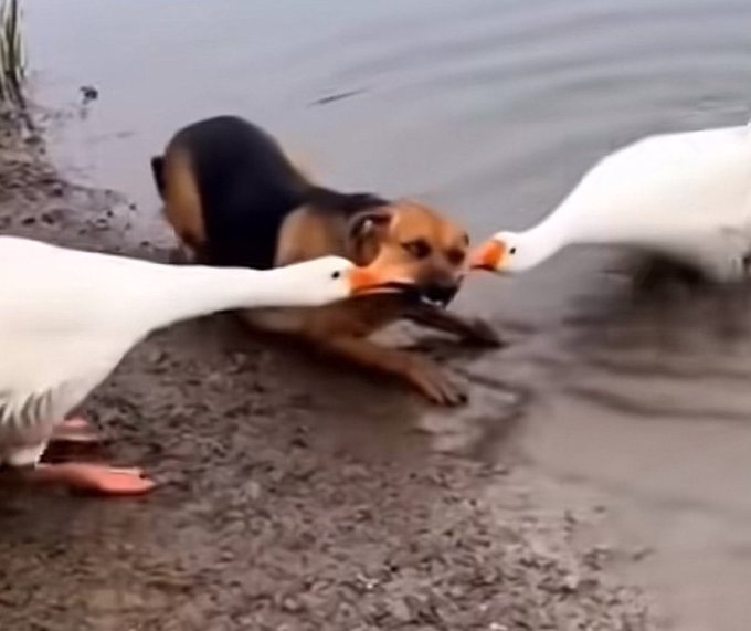 taata punta tweet media