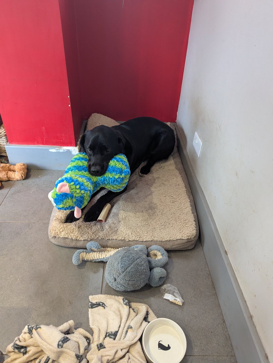 LynnBry29527024's tweet photo. Today two new toys arrived here at #WritingwithLabradors. The boys are very excited and there will be no peace for a while. On the other hand #OscarandAlfie are very happy.
Have a good #Monday everybody.
#dogsofX #dogsoftwitter #LabradorRetriever https://t.co/qDrd5mOla6