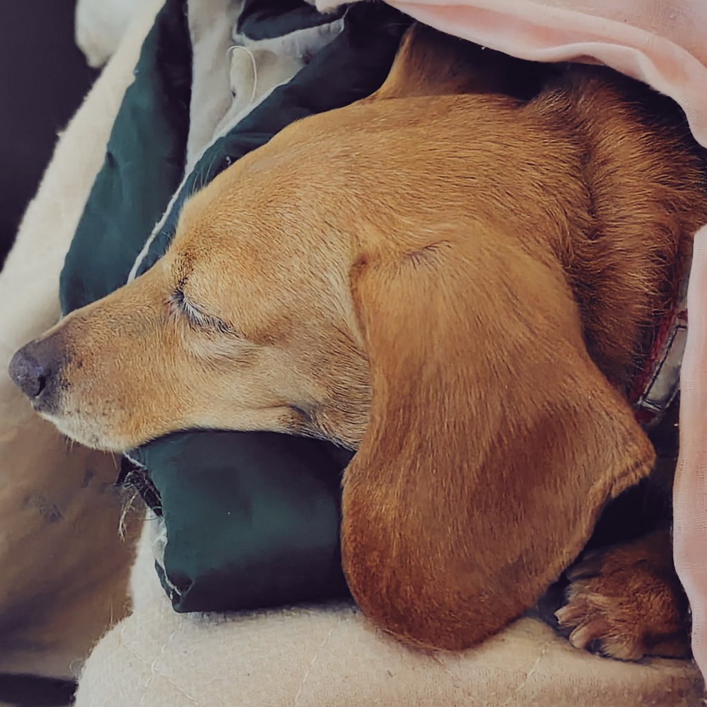 とろろ tweet media