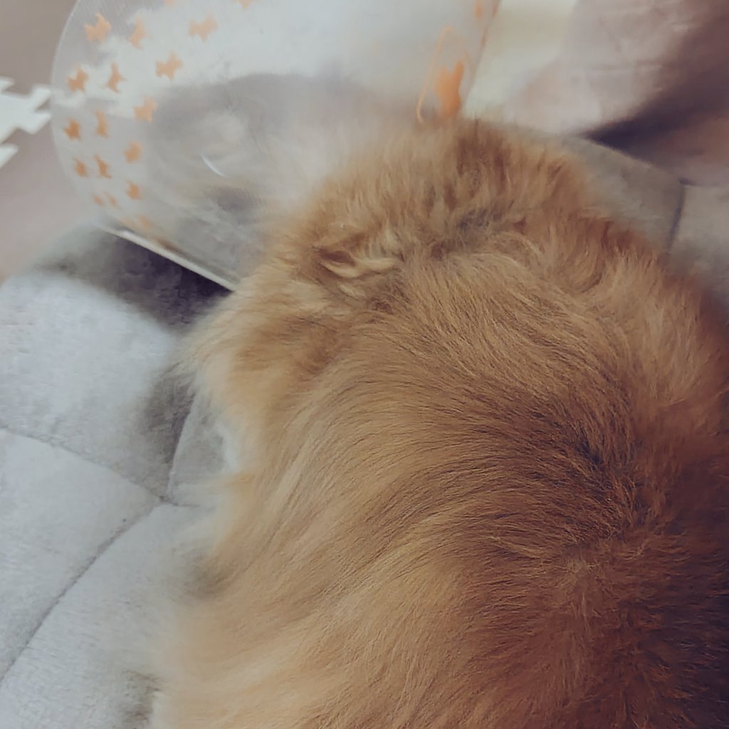 とろろ tweet media