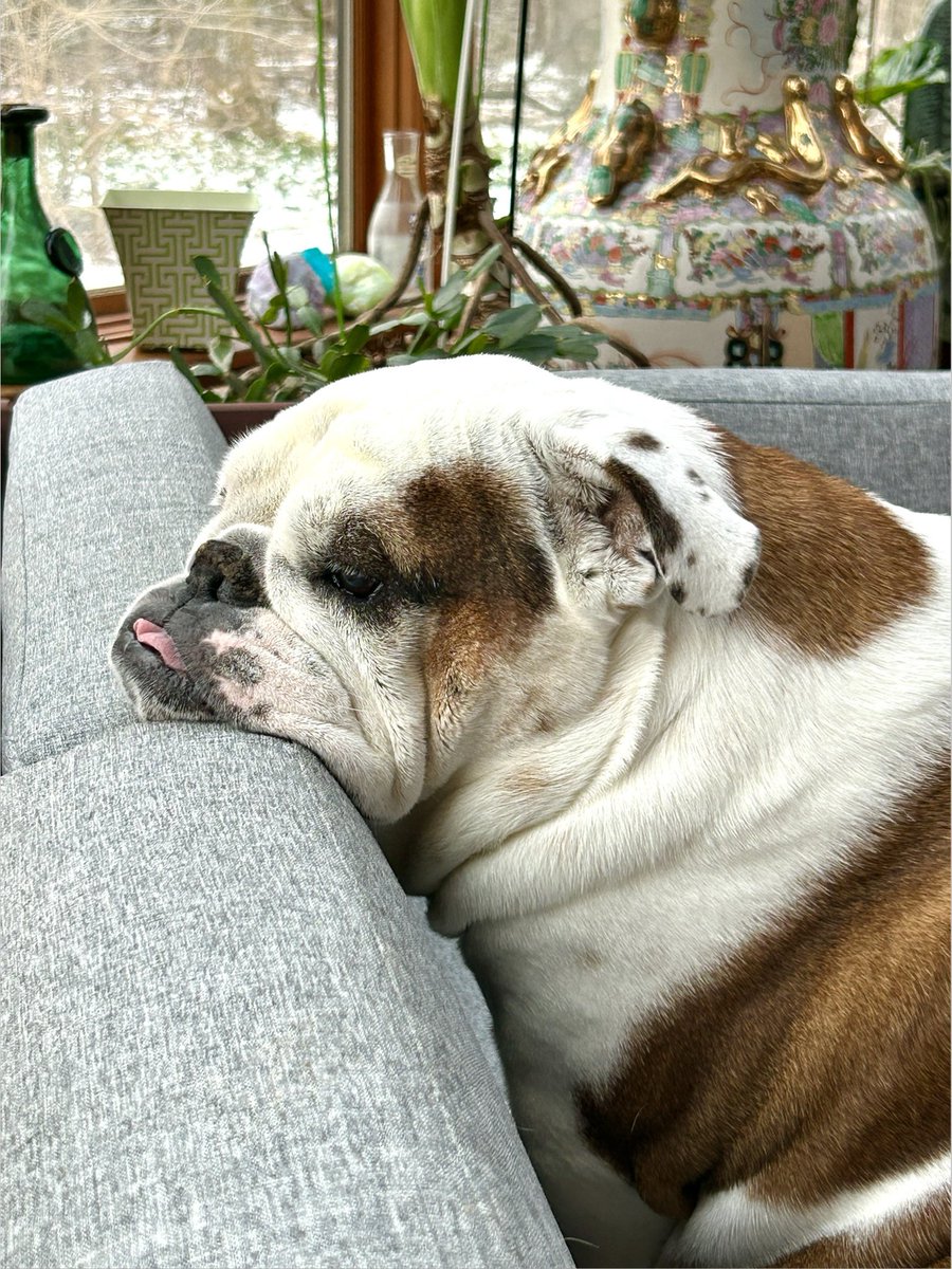 Cleopatra the English Bulldog tweet media