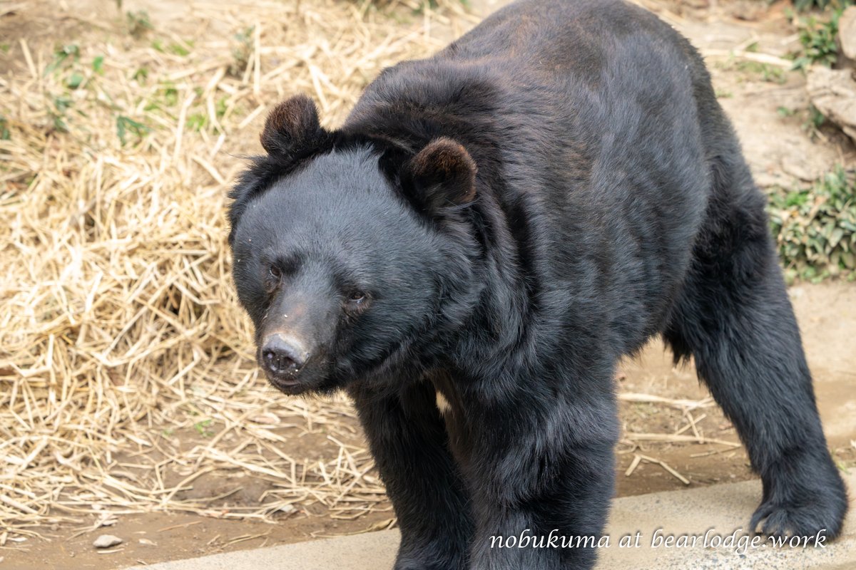 のぶクマ🐻羆と香辛料 (@kumar0001) / Posts / X