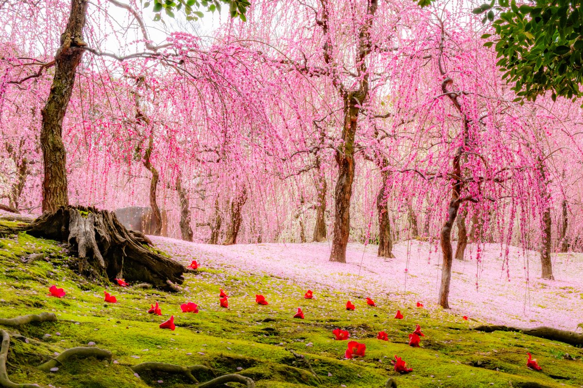 シンプルに城南宮の人気の画角
#京都よきかな