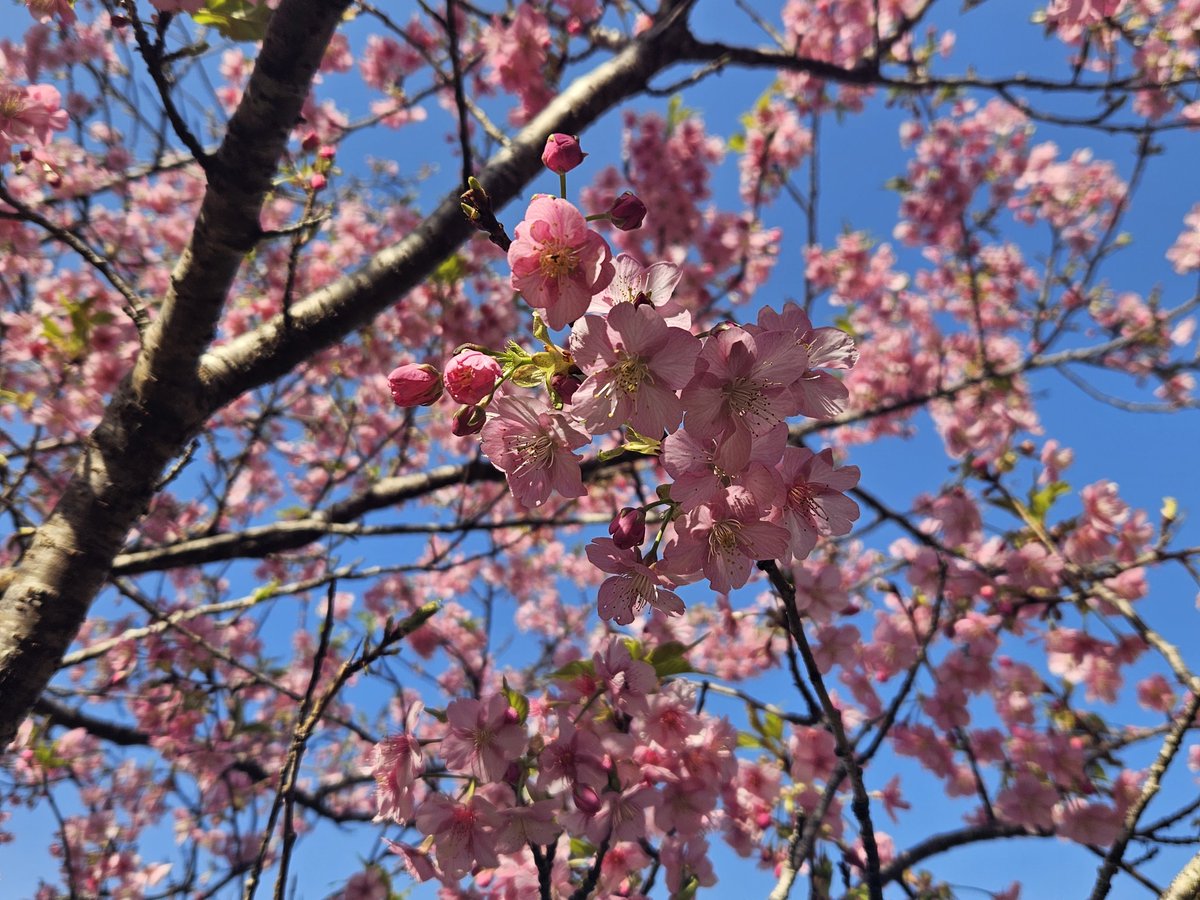 12yow's tweet photo. 今年は去年よりちょっと早めかな？
河津桜も菜の花も満開でした🌸
#岩井の堰
#河津桜
#菜の花 https://t.co/2dIbzqSAi0