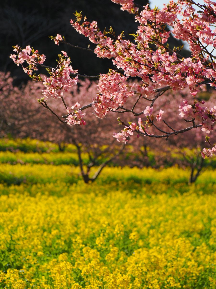 12yow's tweet photo. 今年は去年よりちょっと早めかな？
河津桜も菜の花も満開でした🌸
#岩井の堰
#河津桜
#菜の花 https://t.co/2dIbzqSAi0