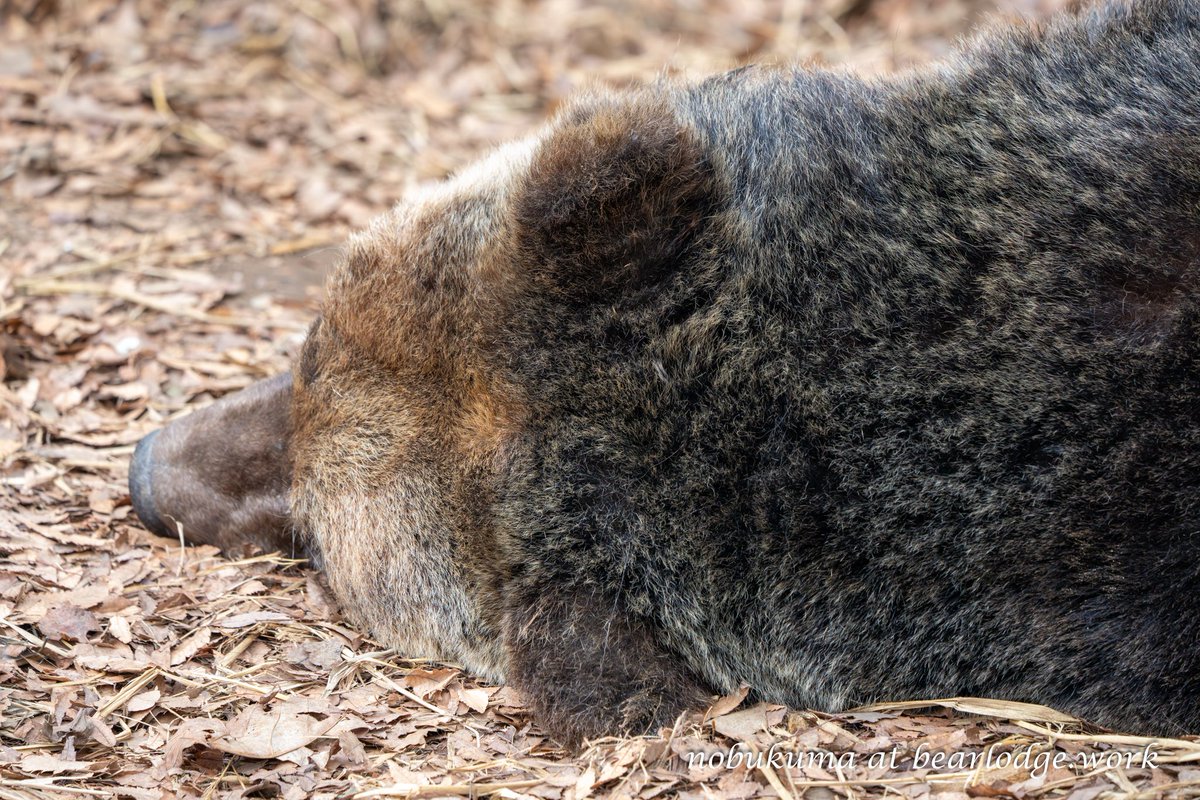 のぶクマ🐻羆と香辛料 (@kumar0001) / Posts / X