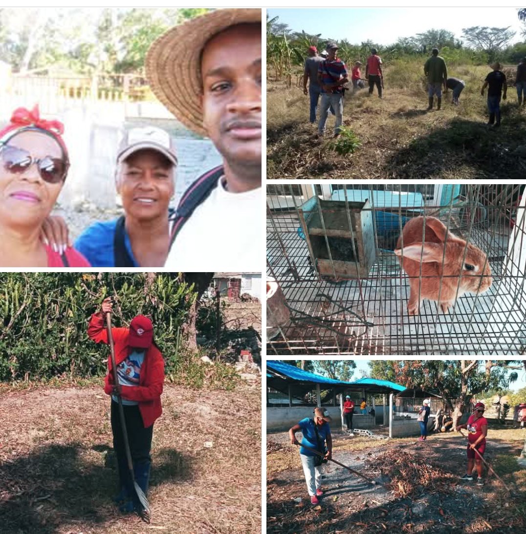 Julia_Durruthy's tweet photo. Si el hombre sirve la tierra sirve,  asi lo demostraron los #CDRCuba, en la producción de alimentos en la Finca El Jazmín en Guantánamo. Labores de limpieza de plátano, guayaba y acondicionamiento de las naves para la cría de conejos y aves de corral.  #UnidosXCuba
#Cuba https://t.co/PUpdvFeAHf