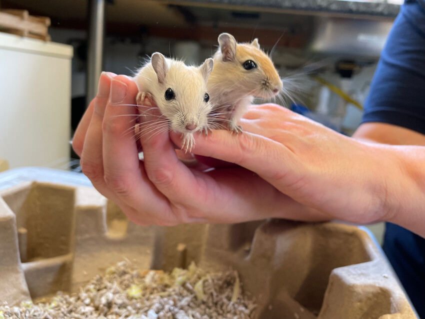 Blue Cross Stream Team🔜 Dreamhack Birmingham tweet media