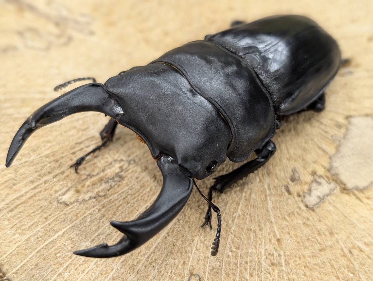 ㊗️D.N.A高知店一周年セール開催中㊗️ おかげさまで高知店は一周年