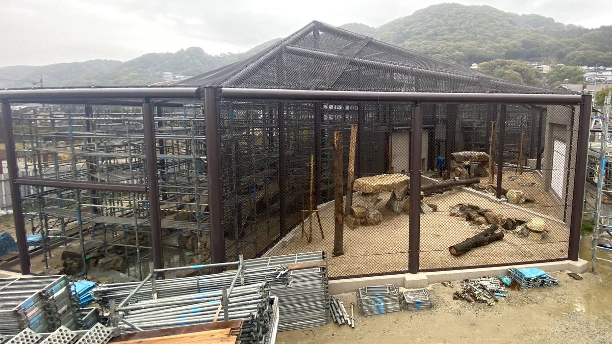 トラ・オオカミ・オオワシ舎を覆っていた足場がなくなり、内部が少し見やすくなりました。
右側がオオカミ舎ですが、現在オオカミは #徳山動物園 にはいないので、まずは仮 #ライオン 舎です。
リントはあの場所が好きだろうな、コウメはこう遊んでくれそう、等想像してしまいます。

#リニューアル