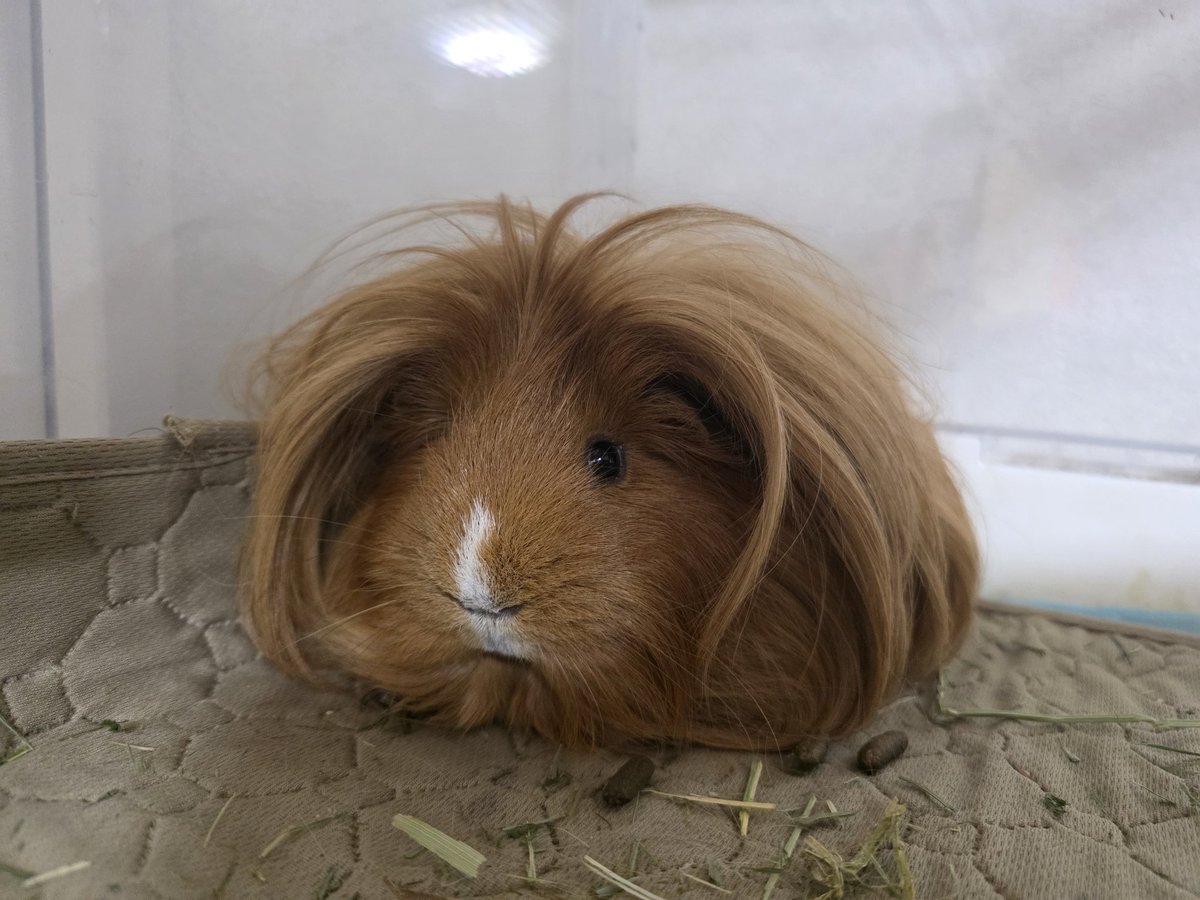 はるこっこ🐾ディカプリオとなかまたち tweet media