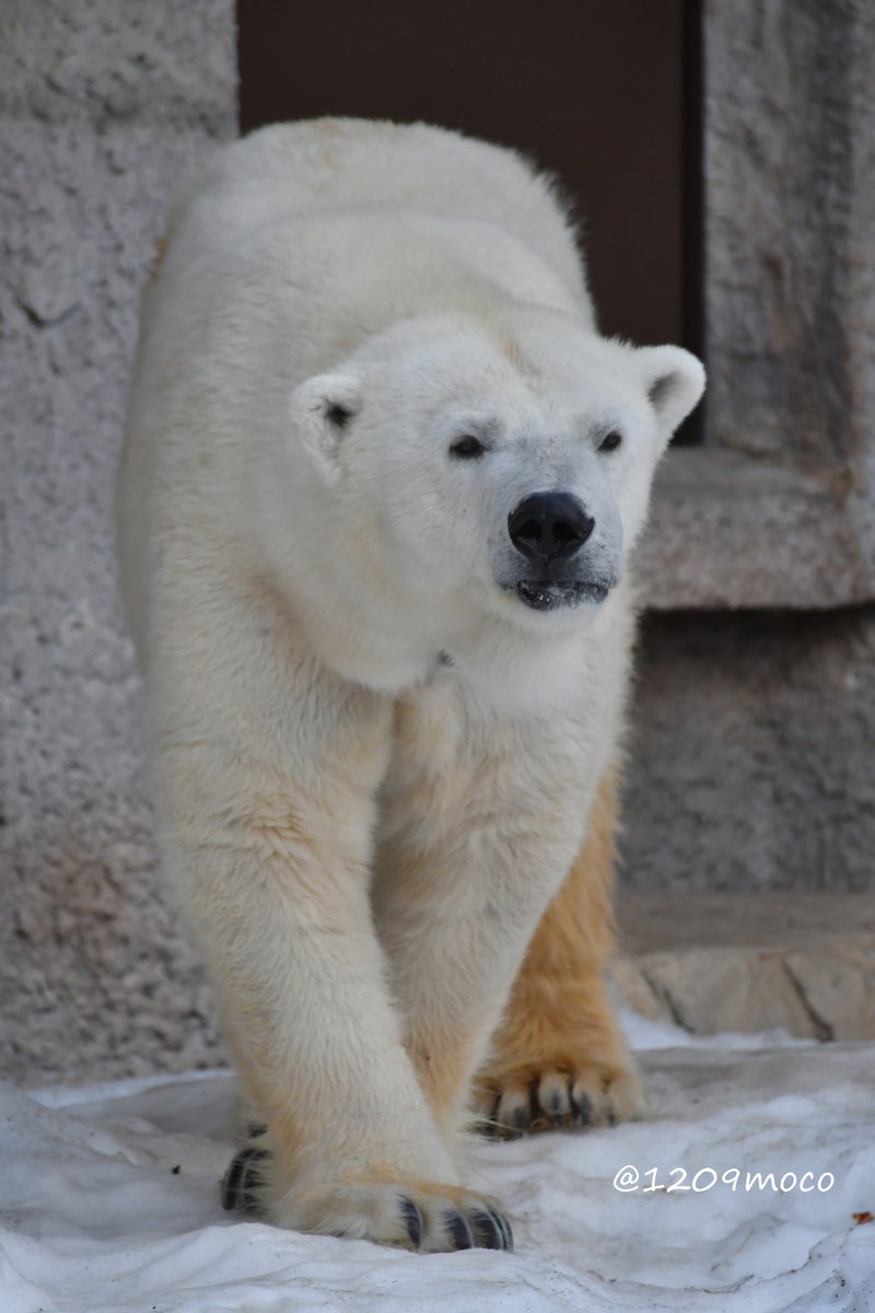 前脚クロスのまましばらく止まっていたララちゃん😊
（20260228 円山）

#ホッキョクグマ 
#polarbear 
#円山動物園 
#maruyamazoo