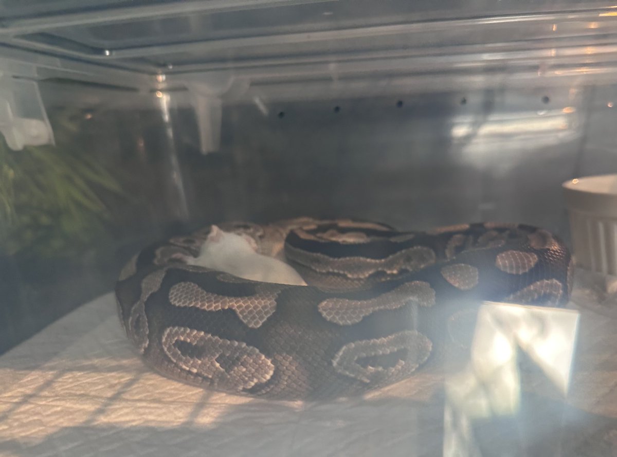 PINK REPTILES (@nao7o5p) / Posts / X