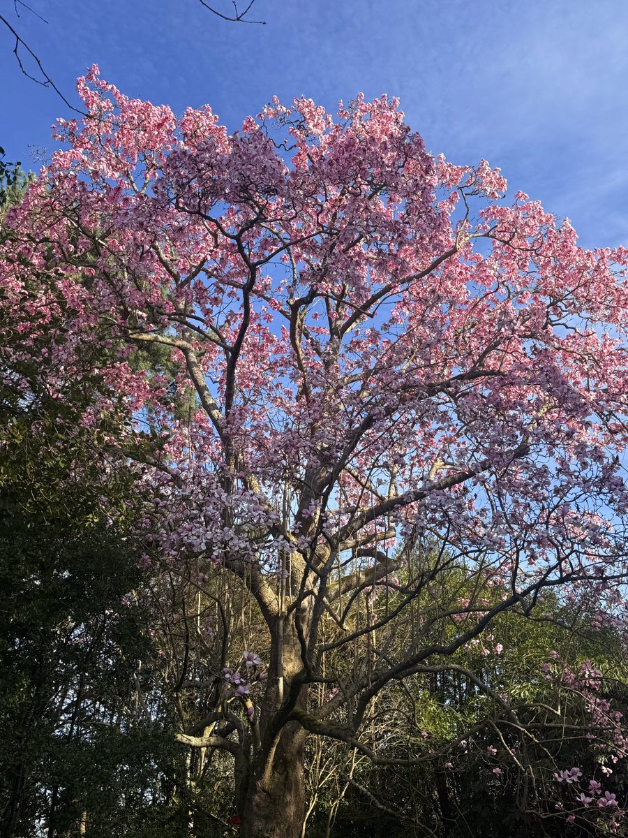 elenicclarke's tweet photo. Magnificent Magnolia campbellii in full bloom @bordehillgarden
Do miss to see them, plus many other historic magnolias which were planted in the 1930โs!
#magnoliacampbellii #rcm_group #magnolias #floweringtrees https://t.co/s2Tv3G1ZOv