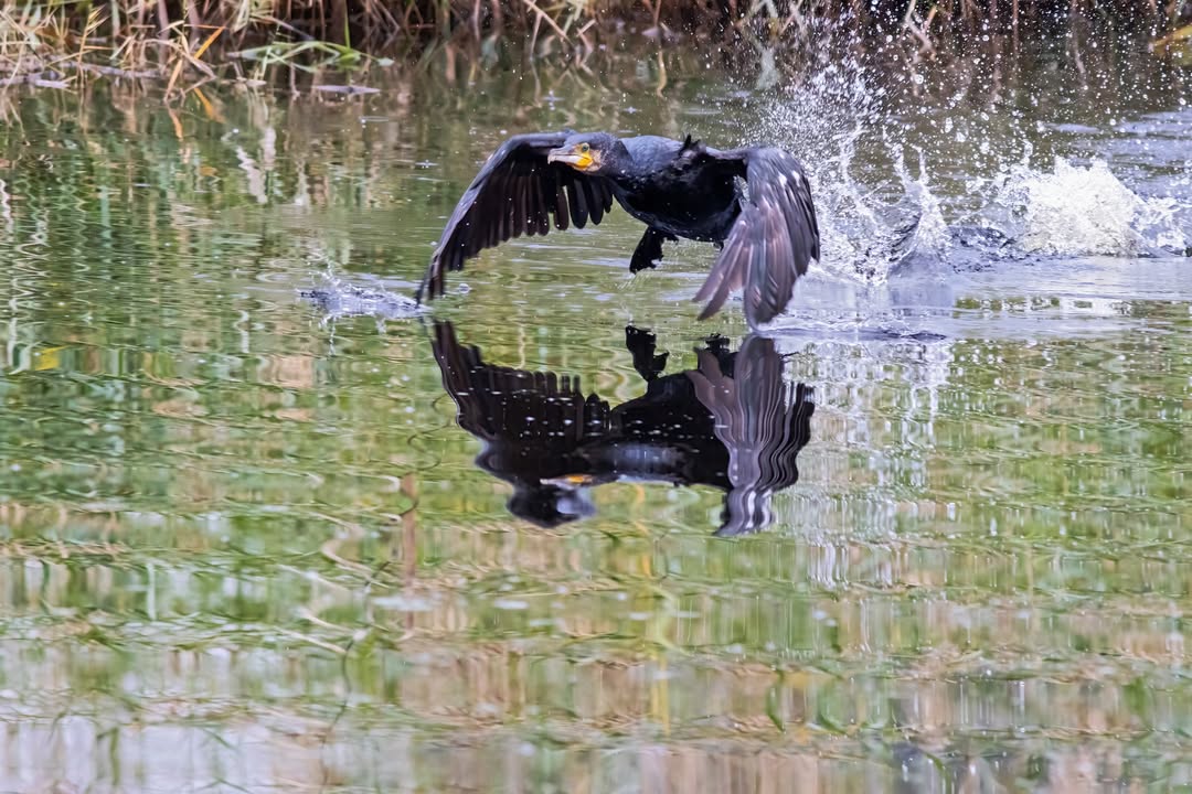 reservanatsebes's tweet photo. El corb marí (𝘗𝘩𝘢𝘭𝘢𝘤𝘳𝘰𝘤𝘰𝘳𝘢𝘹 𝘤𝘢𝘳𝘣𝘰) busca superfícies d'aigua amb grans poblacions de peixos per assentar-se 🐟 A l'hivern és molt habitual veure'n a les vores del riu i des dels observatoris de la #ReservaNaturalSebes 🤠 #Birdwatching
📸 Francisco Palomares https://t.co/Hq8pBtrQja