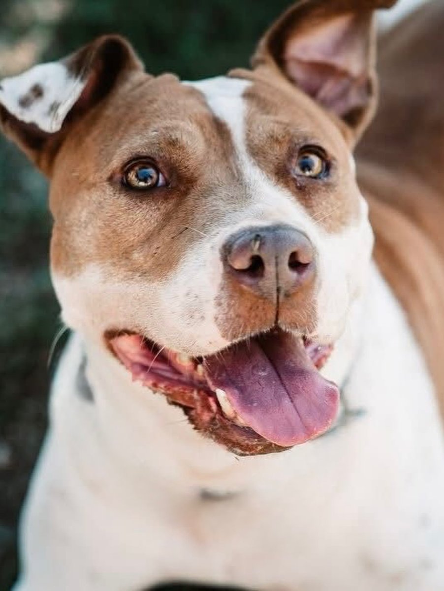 #CÁDIZ
#SHENA tiene 9 años y medio. Su historia es de paciencia y resiliencia, pues lleva ocho años encerrada. 😓

Dulce, juguetona y cariñosa. Le encanta la atención, los mimos y estar cerca de las personas. 

Donde está, se lleva bien con algunos machos, pero tiene un carácter
