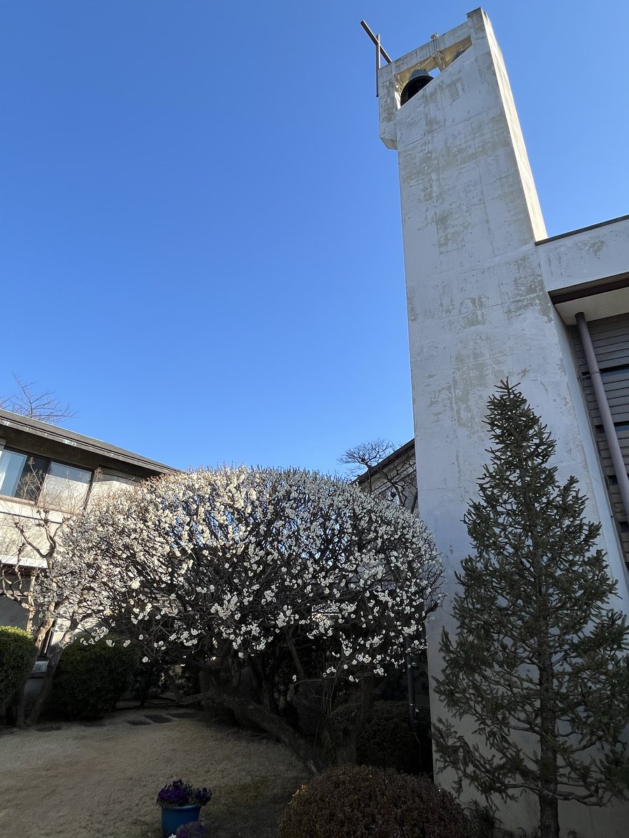 橋本周子先生の追悼演奏会を聖グレゴリオ家聖堂で3/22(日)に開催します。14時からの第1部は古楽科合奏クラスの定期発表会(無料)、15時30分から第2部の有料追悼演奏会で、古楽と声楽でシャルパンティェのテ・デウムなどを歌います。入場料は2000円で事務室で取扱中です。ぜひぜひお楽しみに😋😋