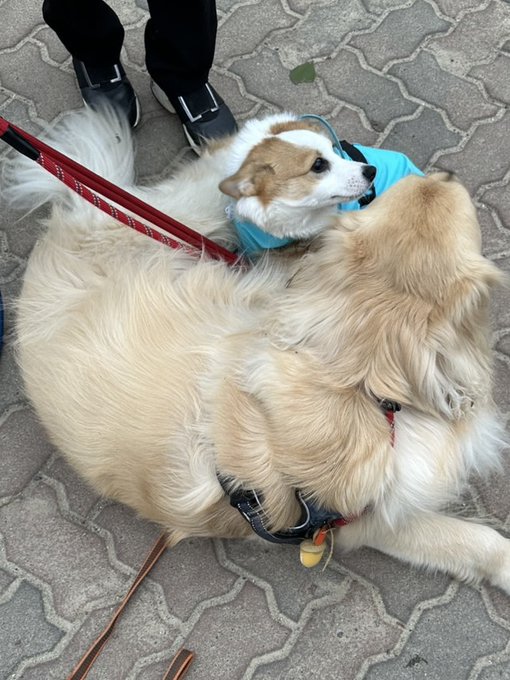 度々遊んでくれるデカイーヌさん