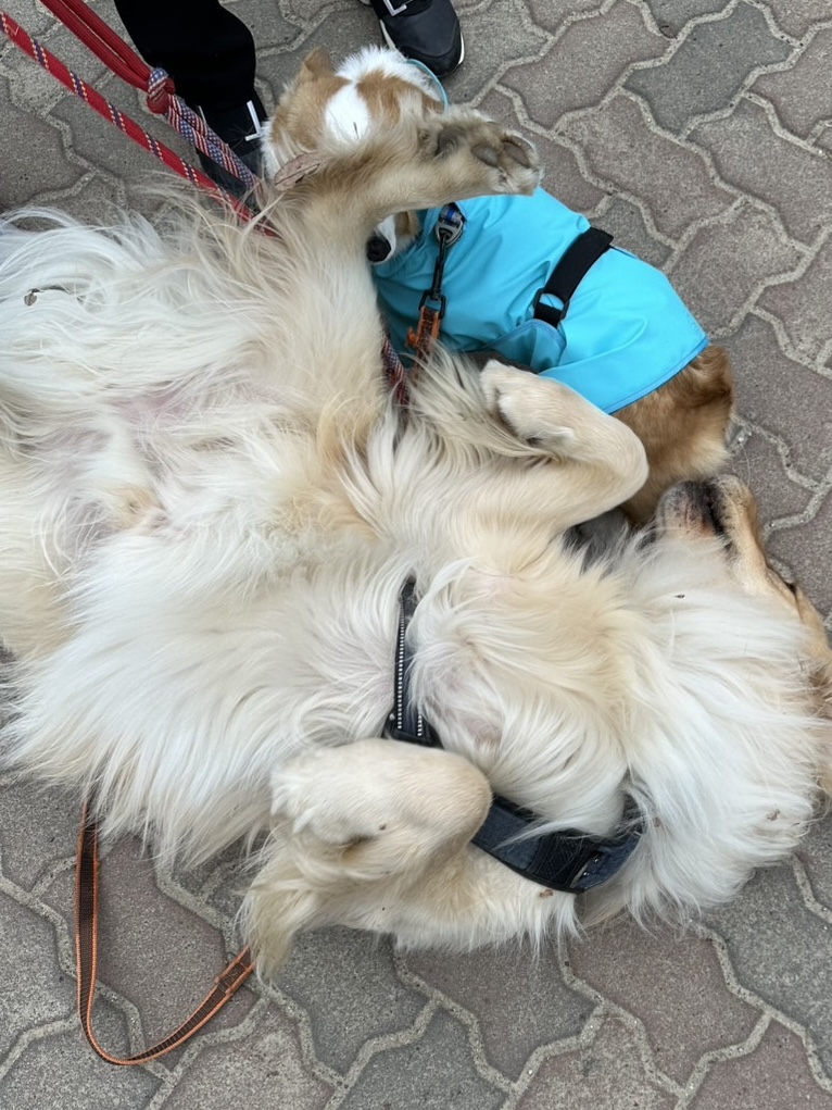 度々遊んでくれるデカイーヌさん 