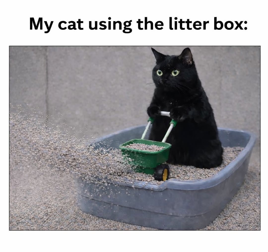 No Cats No Life tweet media