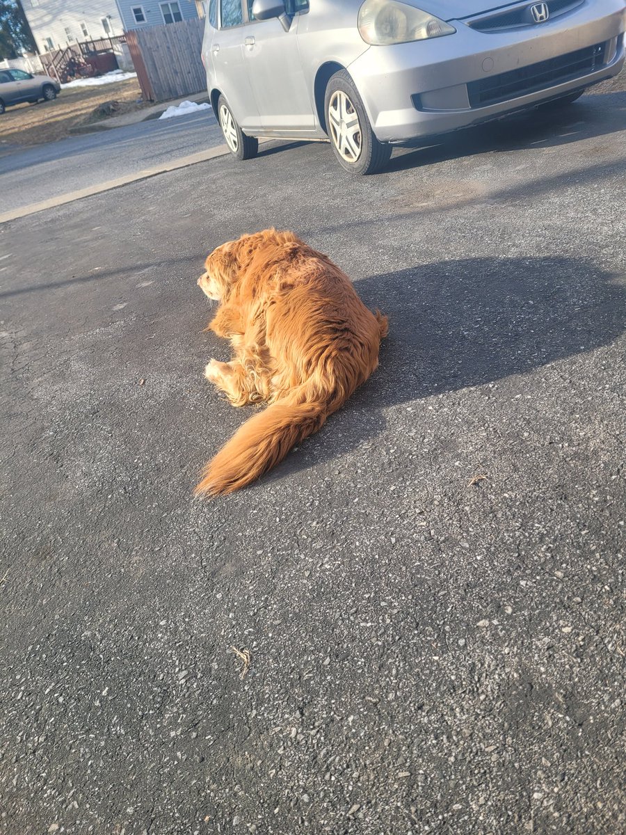 Nearing the end of his days, Maximo, my good friend has enjoyed a good life. He did his duty to keep my mother company when I moved out, and when he decides to go, I won't be upset. I'll enjoy the time we have left together till then.