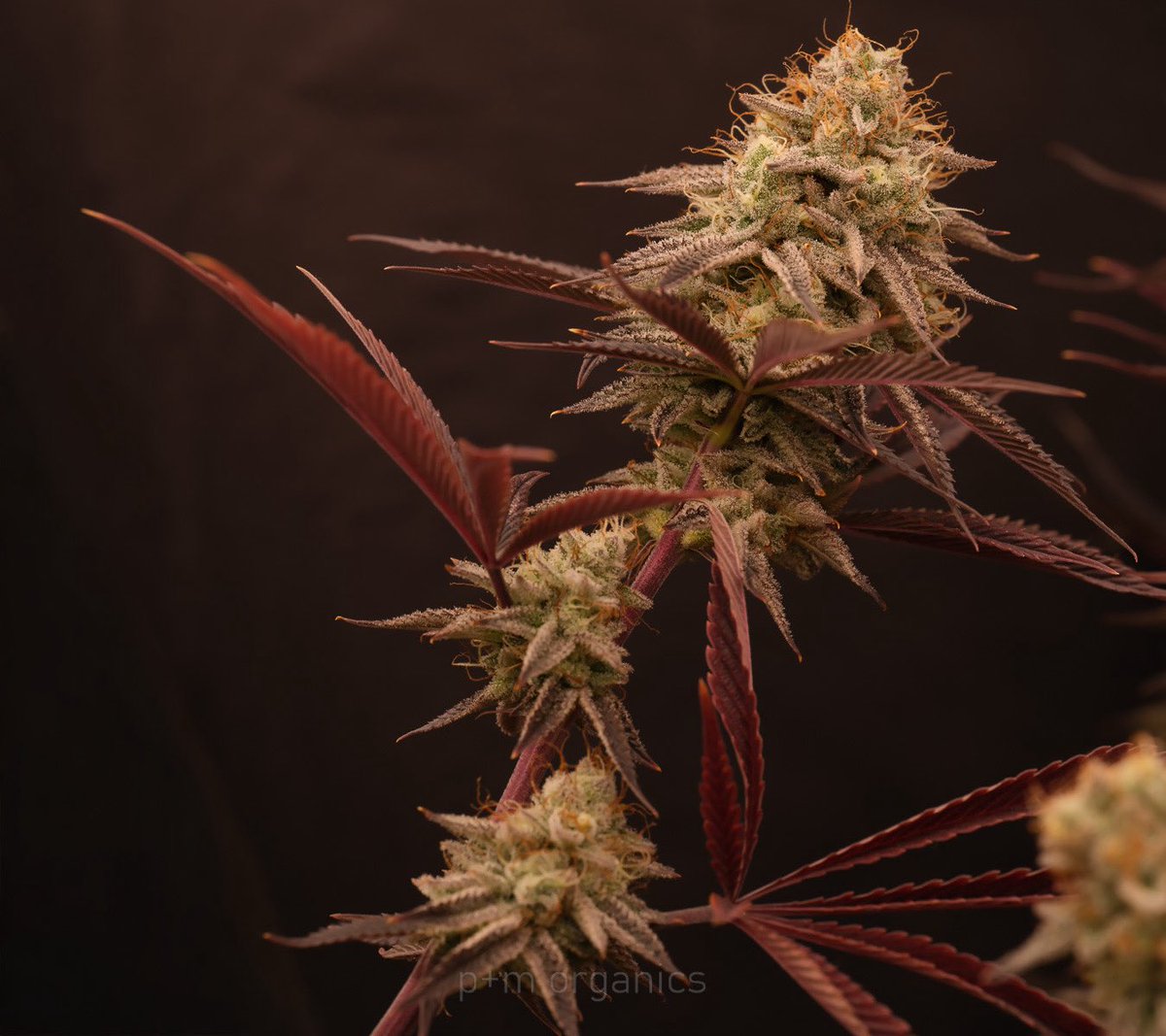 pmo_shots's tweet image. Lemon Head D.  She will put it on you! Anytime, every time, all the time. #cannabis #hightimes  #lemonhead #cannabiscures #cannabisculture