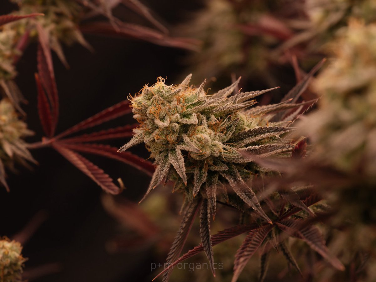 pmo_shots's tweet image. Lemon Head D.  She will put it on you! Anytime, every time, all the time. #cannabis #hightimes  #lemonhead #cannabiscures #cannabisculture