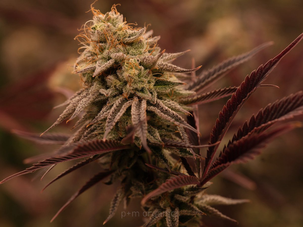 pmo_shots's tweet image. Lemon Head D.  She will put it on you! Anytime, every time, all the time. #cannabis #hightimes  #lemonhead #cannabiscures #cannabisculture