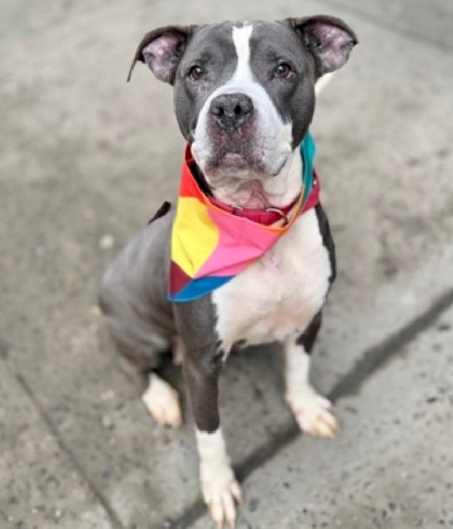 Diamond Princess 244447
Relisted TBK 3/3
#NYCACC #AdoptMe 
She is a cute 9 yr old
Has mammary masses &amp; otitis externa 🚑
Attempted to nip person who stepped over her sleeping
Help save Diamond Princess!
nycacc.app/browse/244447
#Pledge4Rescue #foster #adopt