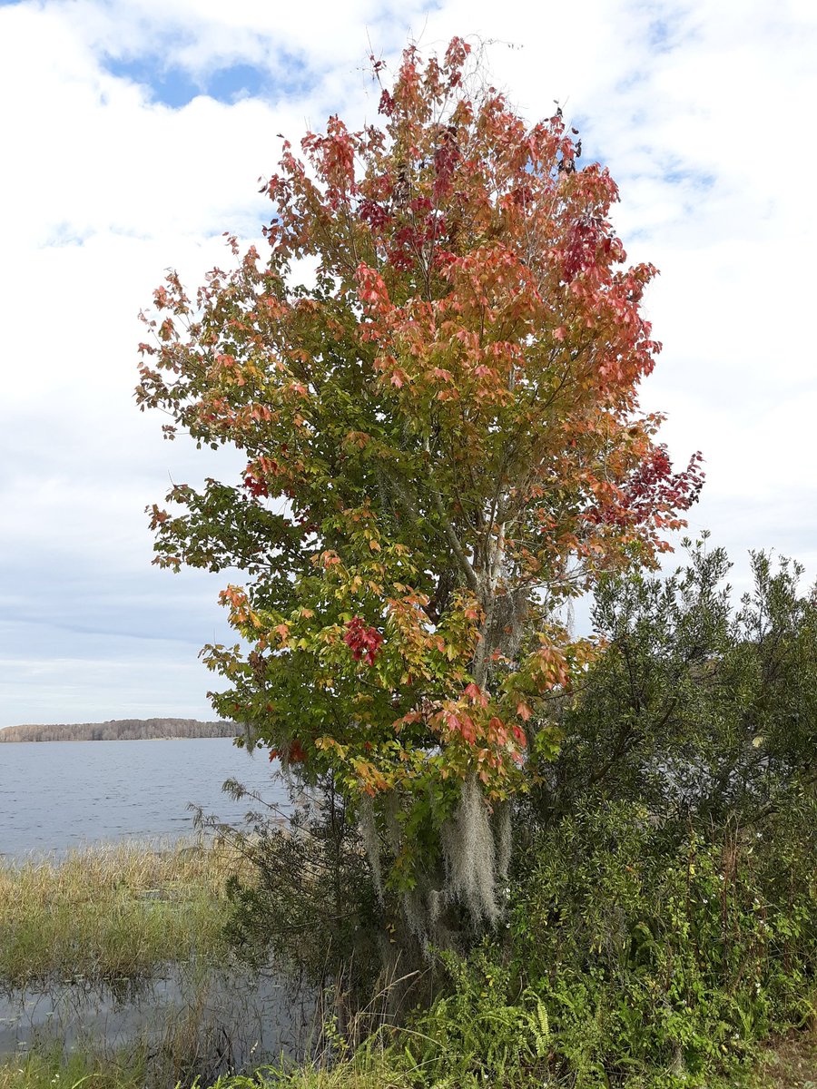 LeeA08061790's tweet image. #singletree Plus... a little touch of fall in Fl.