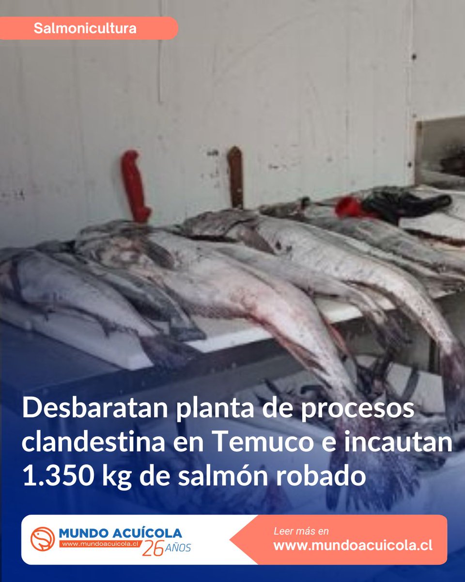 mundoacuicola's tweet photo. Un operativo de Carabineros y Sernapesca permitió desbaratar una planta de procesos clandestina en Temuco, donde se procesaban recursos del mar de origen ilegal, incluyendo 1.350 kilos de salmón robado.

Los detalles en: https://t.co/kBSMbYNANi

#Salmonicultura #Salmones https://t.co/CHeB940Cpf