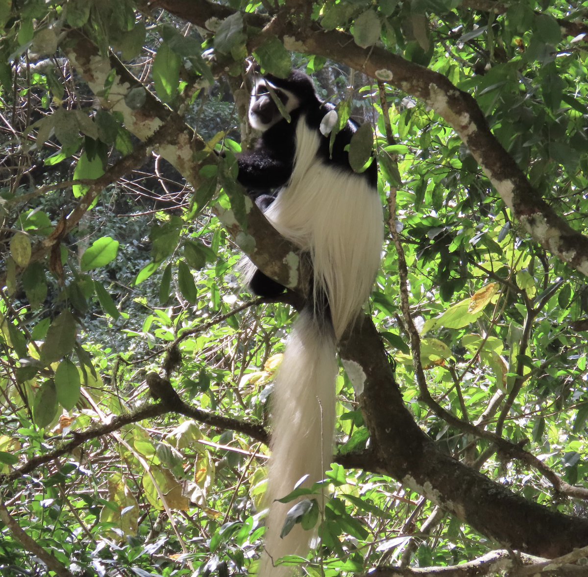 arrivedeh's tweet photo. A Monday mammal. Black-and-white colobus monkeys in Arusha Park, Tanzania. The long hair on their tails and back is stunning. 

#ColobusMonkeys #NaturePhotography #Arusha #Tanzania #NatureLovers https://t.co/BjnMA2JGEy