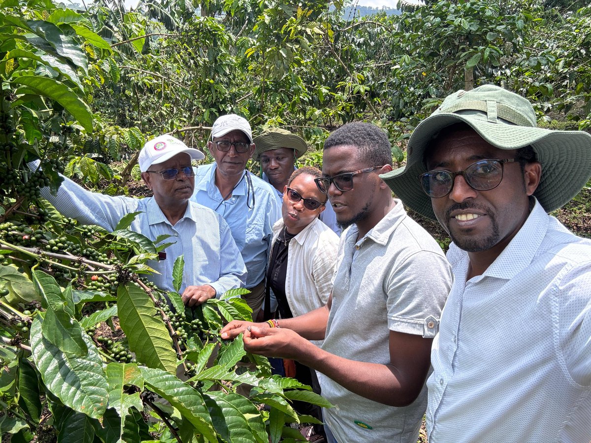 National Coffee Research Institute Uganda (NaCORI) tweet media