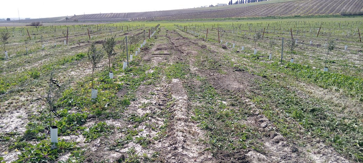 Tras encadenar 11 borrascas, empezamos a entrar en los ensayos. Desde <a href="/IfapaJunta/">IFAPA</a> Rancho de La Merced, acondicionando nuestro ensayo de variedades de olivar