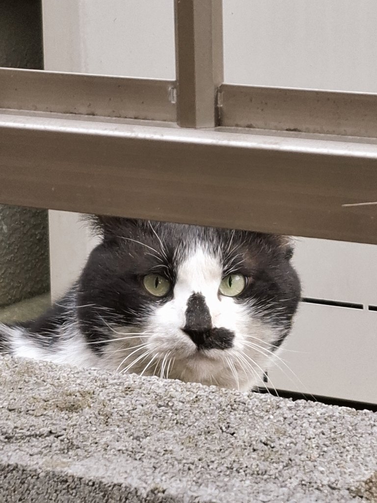 君はだーれ？
君も 人間は愚かだと思うよね？

その通りだよ。