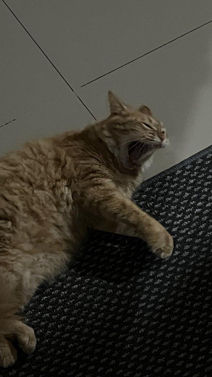 KrowThornes's tweet photo. Ginger is so dumb, i love her so much https://t.co/1bZvIWyOij