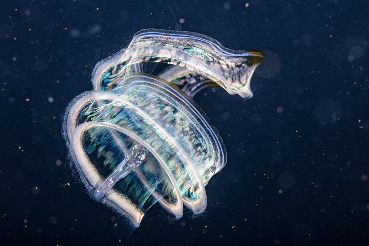 Mónica Monsalve tweet media