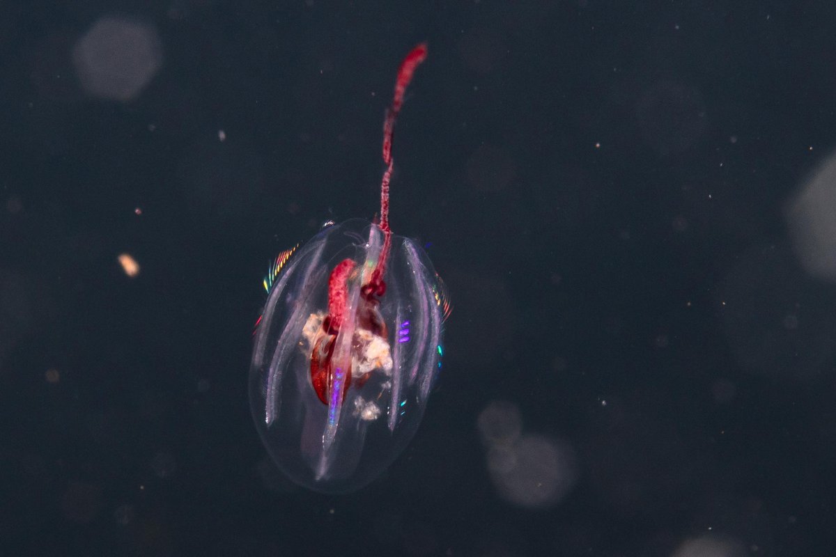 Mónica Monsalve tweet media