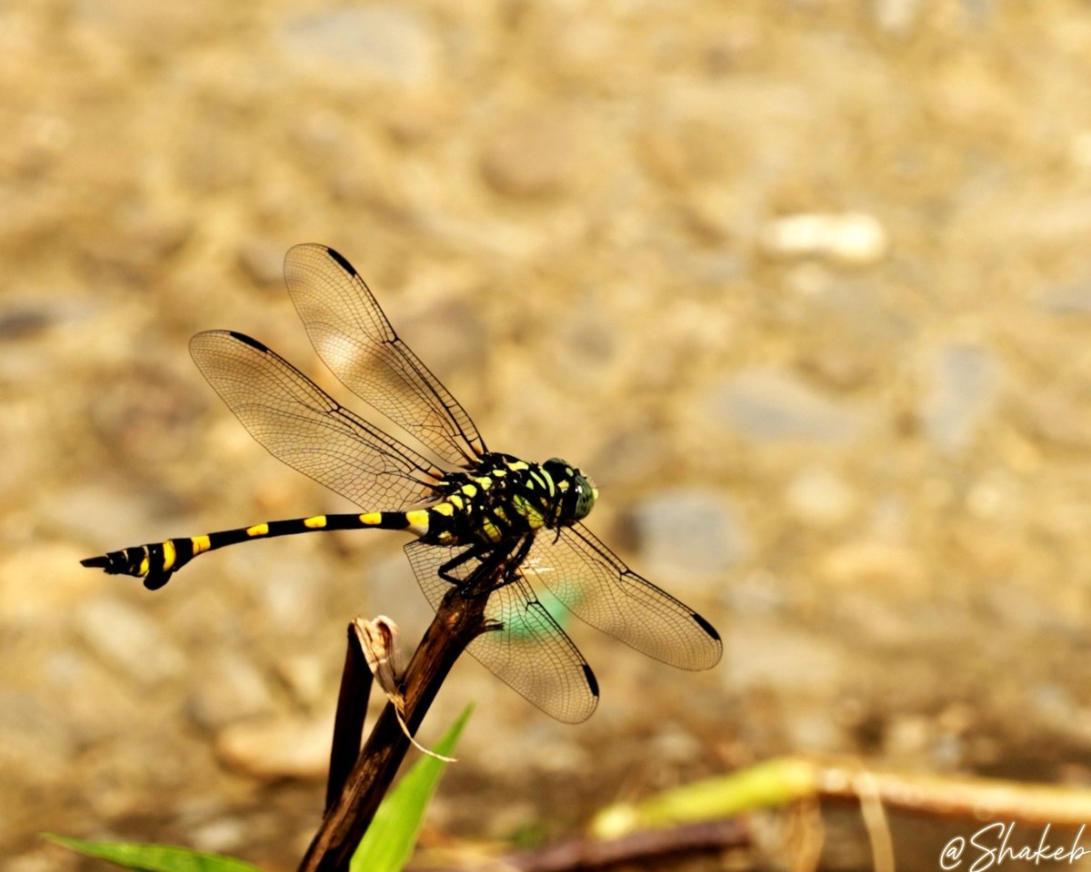 Shakeb Nabi tweet media