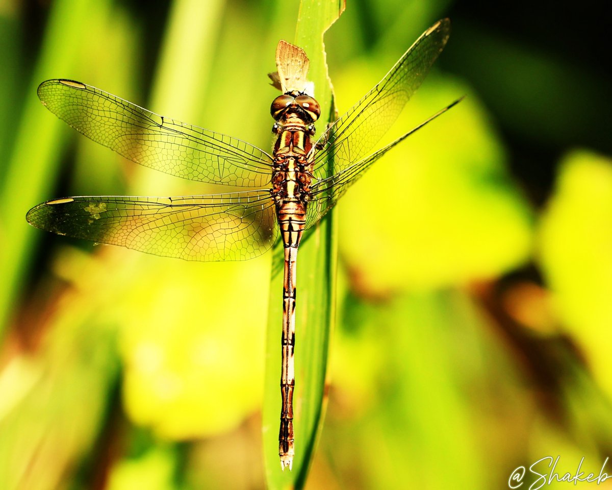 Shakeb Nabi tweet media