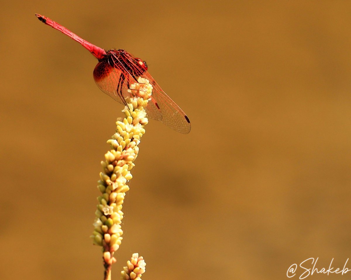 Shakeb Nabi tweet media